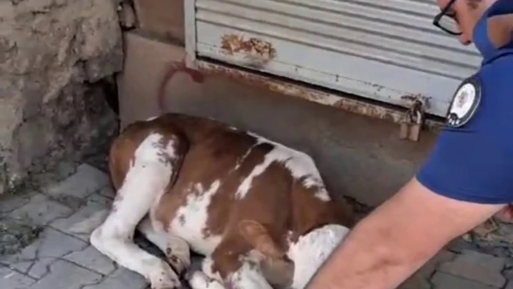 Minik buzağıya polisten şefkat eli