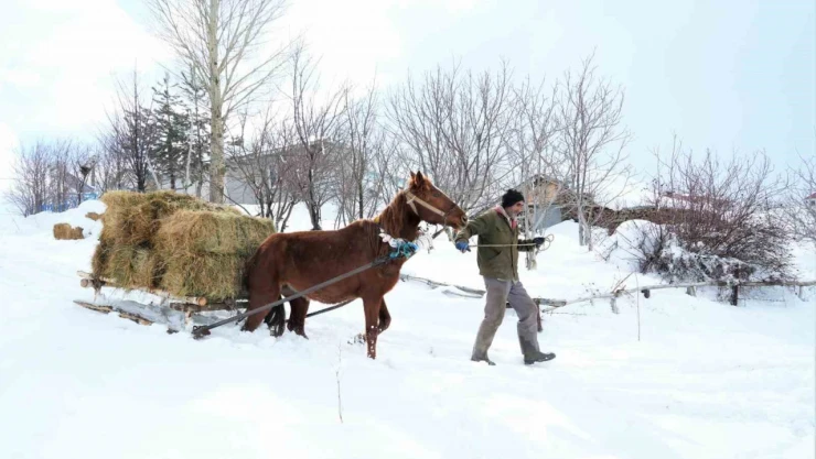Muş'ta besicilerin imdadına atlı kızaklar yetişti