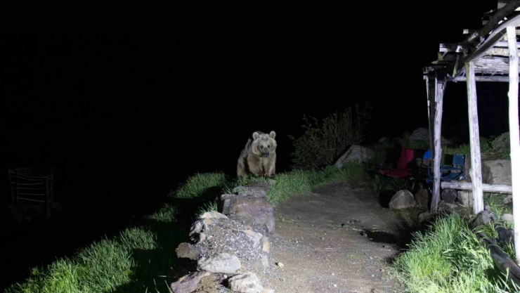 Nemrut'un ayıları kış uykusundan uyandı