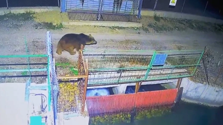 Özlenen kış gelmedi, ayılar kış uykusuna yatmadı