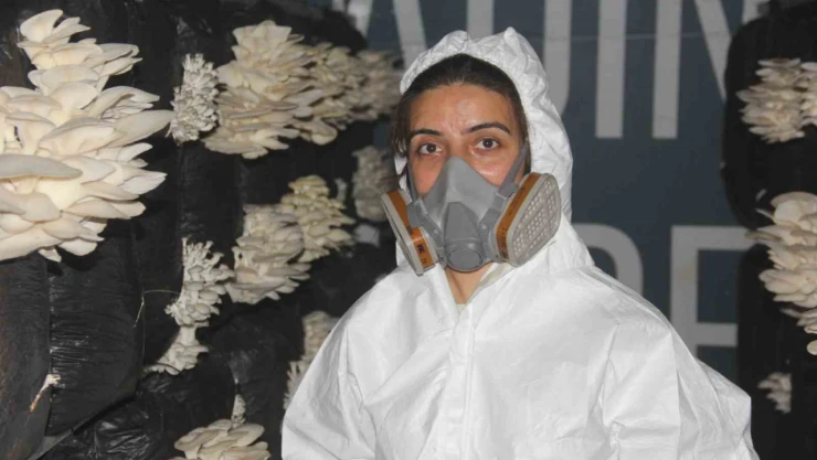 Plazaları bıraktı memleketinde mantar üretmeye başladı