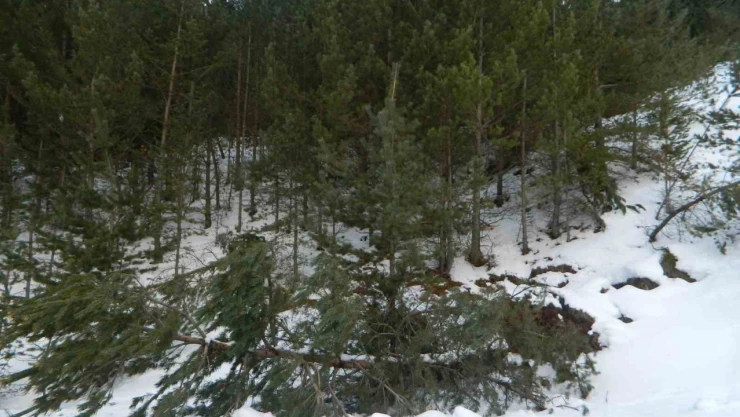 Posof'ta kar yağışı etkili oluyor