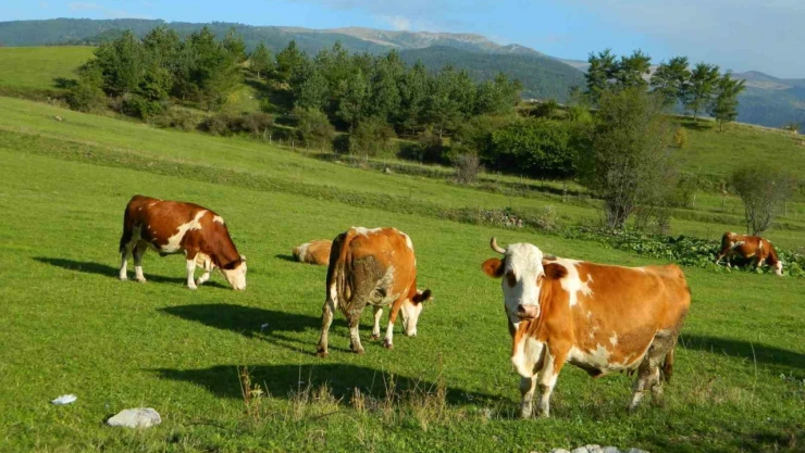 Posof'ta üç mevsim bir arada