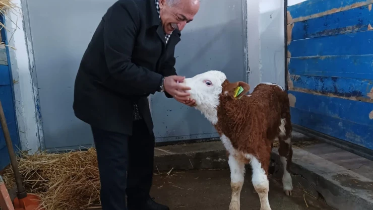 Rektör Çomaklı, büyükbaş hayvan çiftliğinde incelemelerde bulundu