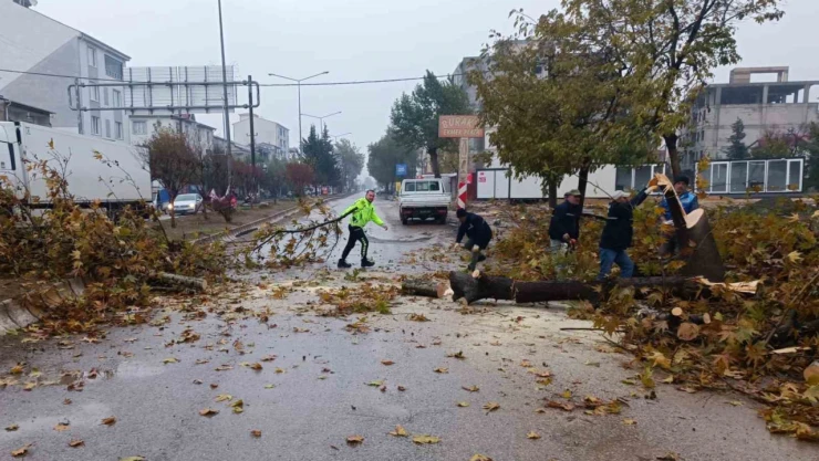 Rüzgar nedeniyle devrilmek üzere olan ağaç korkuttu