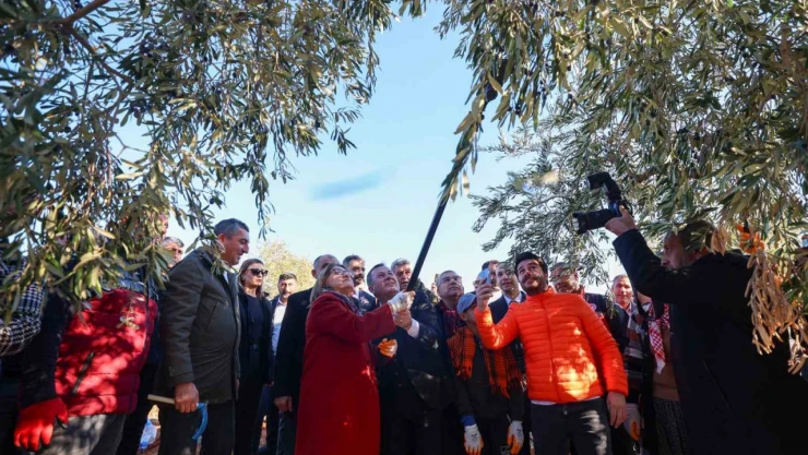 Şahin, Nizip'te zeytin hasadına katıldı