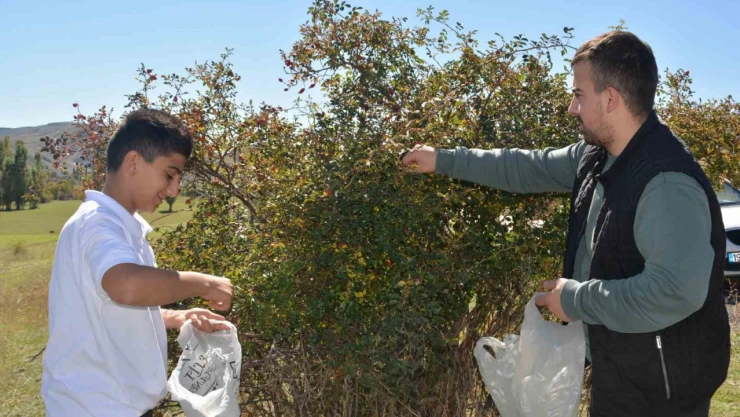 Sarıkamış'ta kuşburnu toplama sezonu başladı