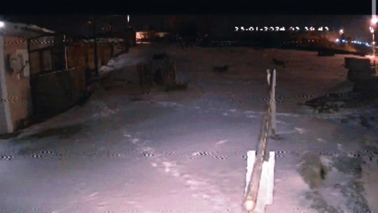 Şehre inen aç kurtlar köpeğe saldırdı