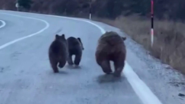 Sivas'ta anne ayı ve yavruları yola kadar indi