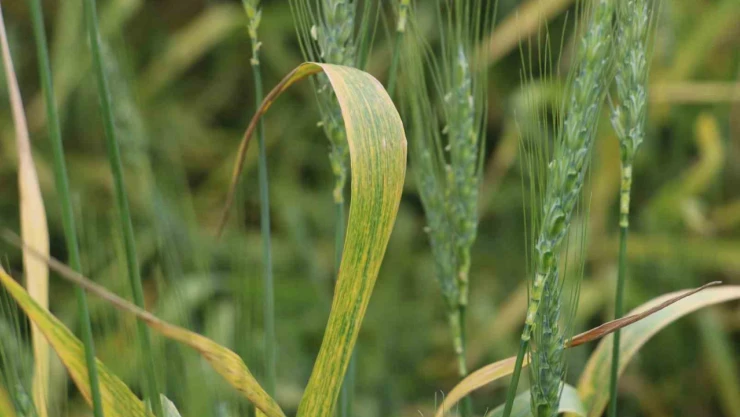 Sivas'ta buğday rekoltesinde rekor artış bekleniyor