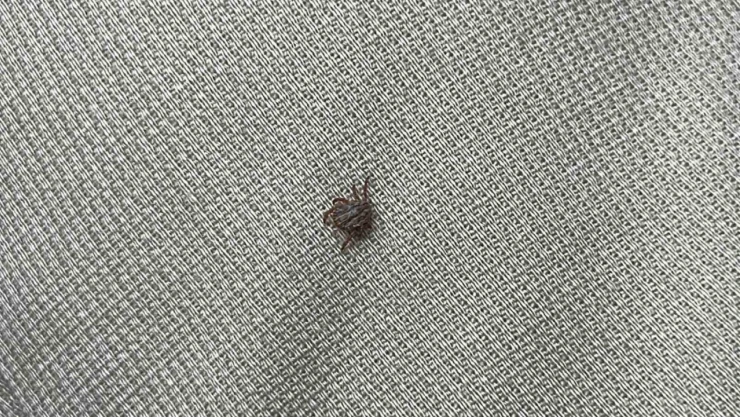 Sivas Valiliği uyardı: 'Keneyi hafife almayın'