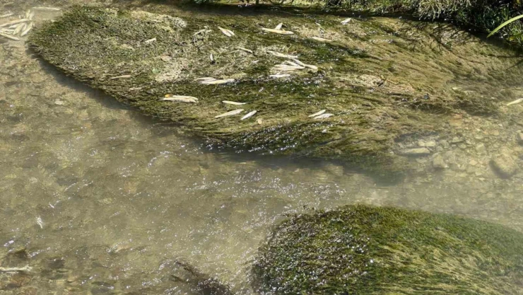 Sivas Valiliği uyardı, o akarsuda 15 gün balık tutmak yasaklandı