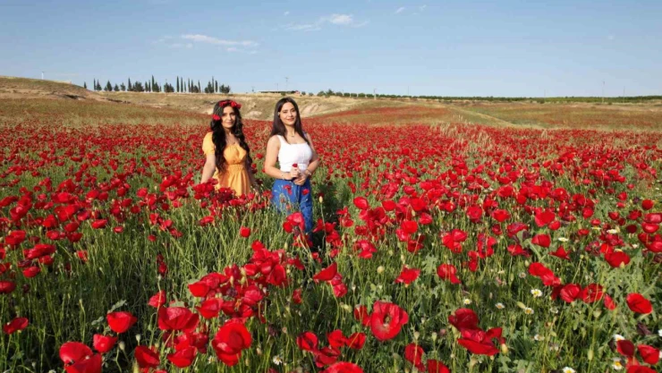 Tarlalar gelincikle renklendi