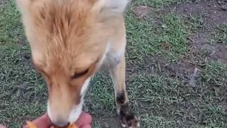 Tilkiyle olan dostluğu hayret ettiriyor