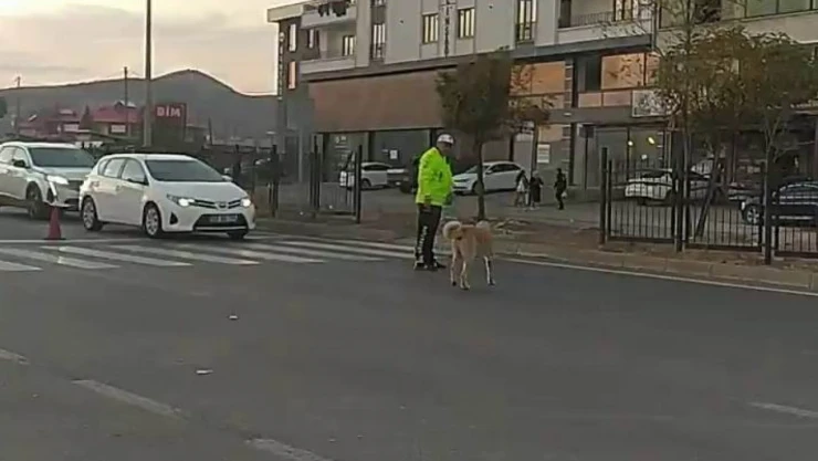 Trafik polisinden yürek ısıtan davranış: Köpeğin geçmesi için trafiği durdurdu