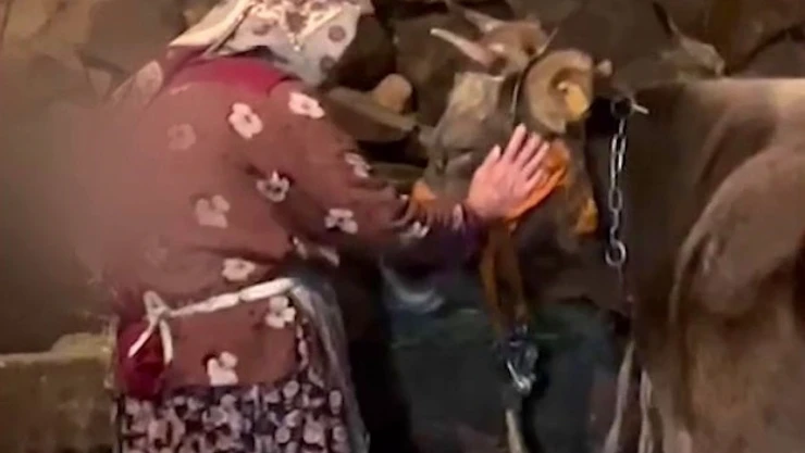Umreye gitmek için ineğiyle vedalaşan Erzurumlu Nine duygulandırmıştı