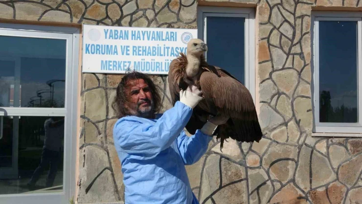 Van'da bu yıl 210 yaban hayvanı doğaya kazandırıldı