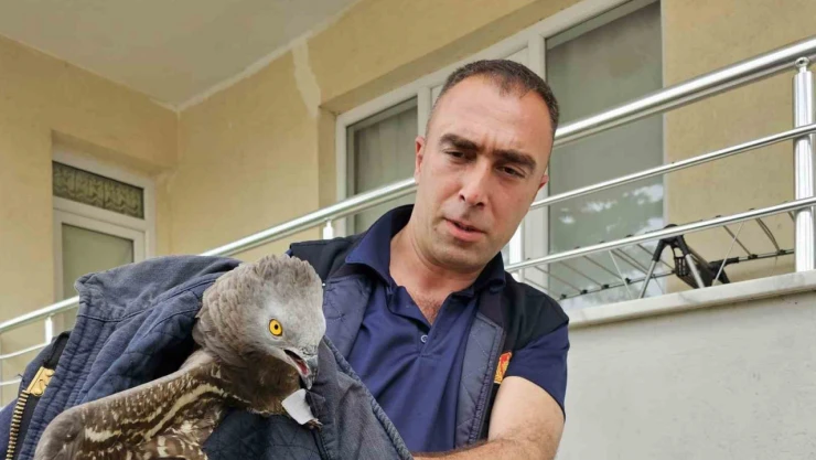 Yaralı şahin koruma altına alındı