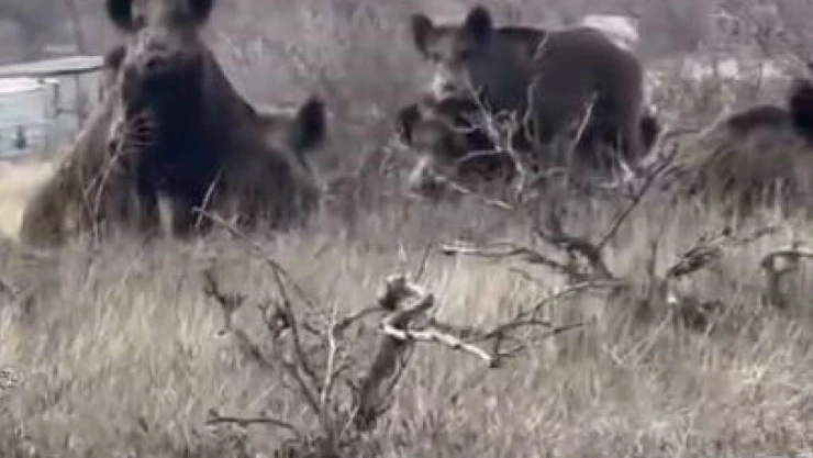 Yerleşim yerlerini mesken tuttular: Vatandaşlar tedirgin