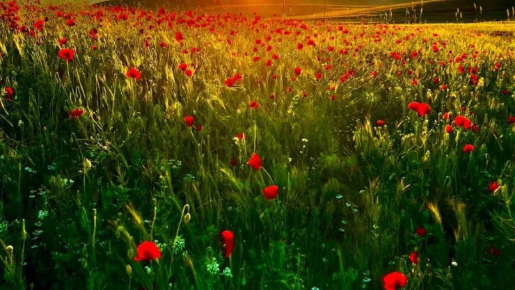 Yeşil ve mavi tonlarını sergileyip cezbeden Patnos Barajı, vatandaşların ilgisini çekiyor